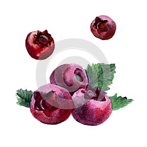 Watercolor cranberry isolated