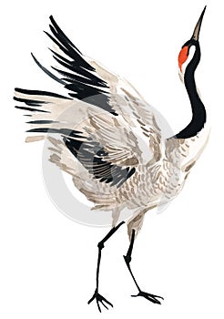 Watercolor crane bird