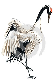 Watercolor crane bird