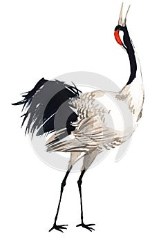 Watercolor crane bird