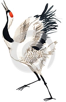 Watercolor crane bird photo