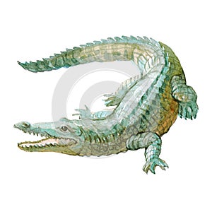 Watercolor crocodile, alligator tropical animal isolated