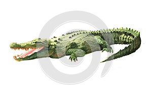 Watercolor crocodile, alligator tropical animal isolated on a white background.