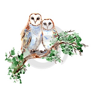 Watercolor Cute Barn Owls Couple sitting on branch Painting Illustration