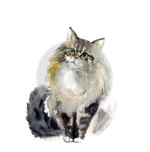 Watercolor cute cat. Funny illustration