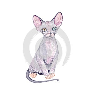 Watercolor cute cat. Watercolor graphic for fabric, postcard, greeting card, book, poster, tee-shirt. Illustration, isolated