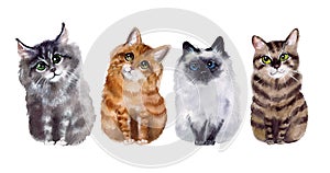 Watercolor cute cats. Funny illustration