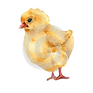 Watercolor cute chicken. Fluffy yellow bird illustration isolated on white. Little Easter chick hand drawn . Painted