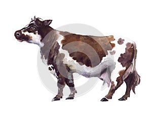 Watercolor cow on the white background