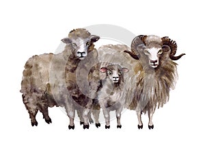 Watercolor cute farm animals. Sheep illustrations