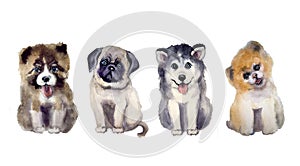 Watercolor cute pets animals on the white background
