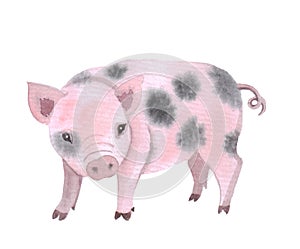 Watercolor cute pig on a white background.