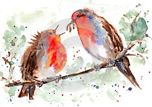 Watercolor cute Robin Birds on Branch Painting