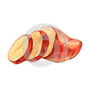 Watercolor cuted slice sweet potato hand drawn illustration isolated on white