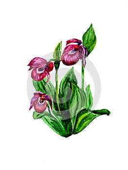 Watercolor Cypripedium calceolus