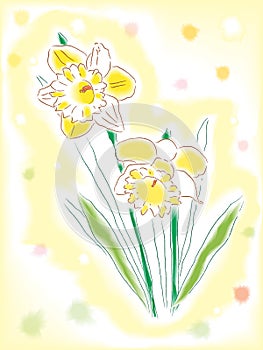 Watercolor daffodils