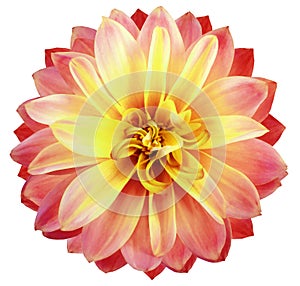 Watercolor dahlia flower bright red-yellow. Flower isolated on white background. No shadows with clipping path. Close-up.
