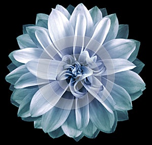Watercolor dahlia flower. Flower isolated on black background. No shadows with clipping path. Close-up.