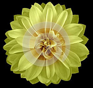 Watercolor dahlia flower green-yellow.. Flower isolated on black background. No shadows with clipping path. Close-up.