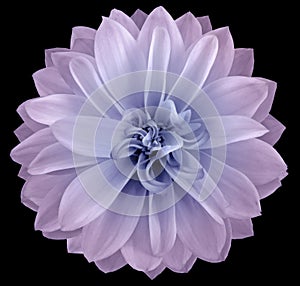 Watercolor dahlia flower light pink-blue Flower isolated on black background. No shadows with clipping path. Close-up.