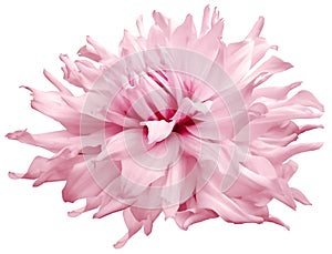 Watercolor dahlia flower  light  pink.  Flower isolated on a white background. No shadows with clipping path. Close-up.