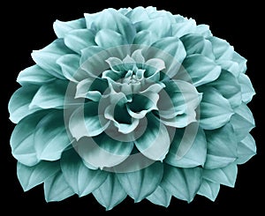 Watercolor dahlia flower turquoise. Flower isolated on the black background. No shadows with clipping path. Close-up.