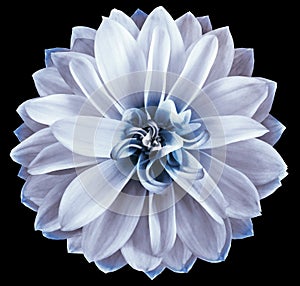 Watercolor dahlia flower white. Flower isolated on black background. No shadows with clipping path. Close-up.