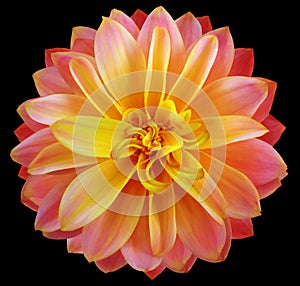 Watercolor dahlia flower yellow-red. Flower isolated on black background. No shadows with clipping path. Close-up.