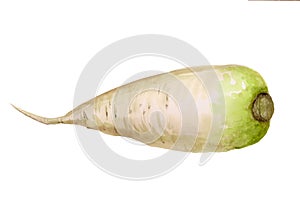 Watercolor daikon radish