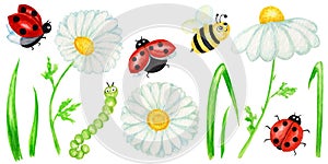 Watercolor daisy chamomile flower with fly ladybug and bee illustration. Hand drawn botanical herbs isolated on white