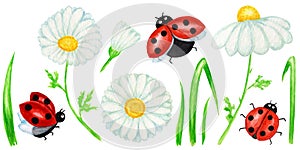 Watercolor daisy chamomile flower with fly ladybug illustration. Hand drawn botanical herbs isolated on white background