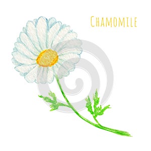 Watercolor daisy chamomile flower illustration. Hand drawn botanical herbs isolated on white background. Summer White