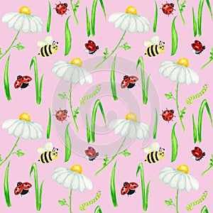 Watercolor daisy chamomile flower seamless pattern with fly ladybug, bee illustration. Hand drawn botanical herbs on