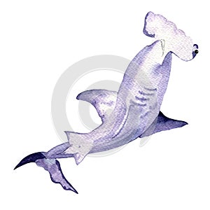 Watercolor danger sea animal hammerhead shark isolated on white background
