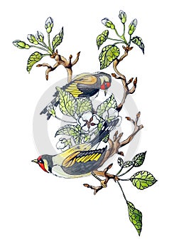 Watercolor decorative design element. Hand draw, painted couple cute bird on apple tree branches with white spring