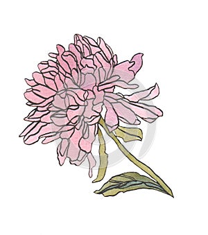 Watercolor Decorative pink chrysanthemum flower wiyh leaves