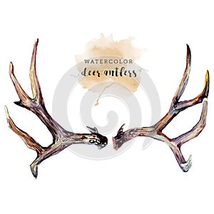 Watercolor Deer Antlers photo