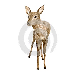 Watercolor deer illustration. Hand painted realistic fawn, baby deer sketch. Woodland animal drawing isolated on white