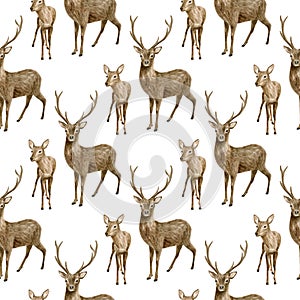 Watercolor deer seamless pattern. Hand painted realistic buck with antlers, baby fawn deer isolated on white background