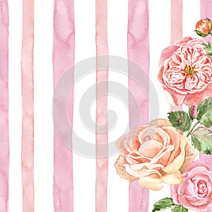 Watercolor delicate english roses on pink striped texture. White background with pink stripes and garden flowers in vinatge style