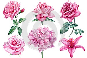 Watercolor delicate flowers hydrangea, lily and roses, set of elements for design on an isolated white background