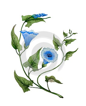 Watercolor with delicate morning glory flowers