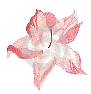 Watercolor delicate pink Rhododendron on white isolated background.