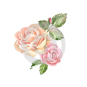 Watercolor delicate pink roses arrangement, isolated on white background. Beautiful flowers composition in vintage style