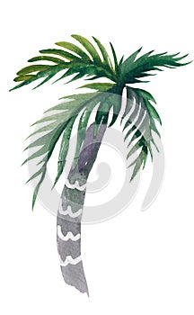 Watercolor design template with palms Set of watercolor tropical plants isolated on white background. Watercolor floral