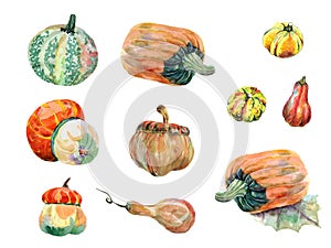 Watercolor different pumpkins on white background. Set illustration.