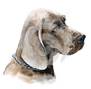 Watercolor dog illustration. Great Dane portrait.