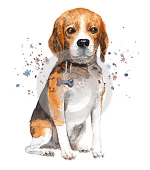 Watercolor dog illustration. Portrait beagle in a collar with a bone pendant.
