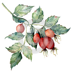 Watercolor dog rose branch. Hand painted rose hips with leaves isolated on white background. Botanical illustration for