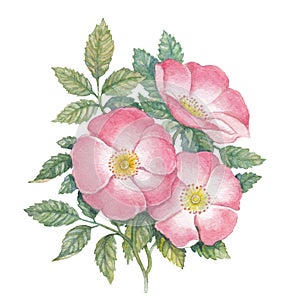 Watercolor dogrose illustration